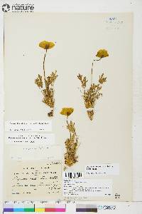 Papaver radicatum image