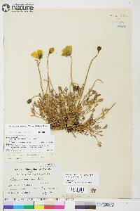 Papaver radicatum image