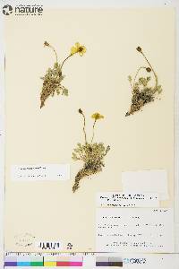 Papaver kluanense image