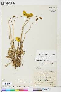 Papaver hultenii image