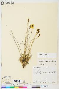 Papaver hultenii image