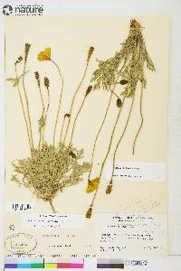 Papaver hultenii image