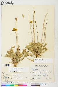 Papaver hultenii image