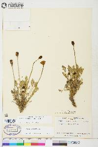 Papaver hultenii image