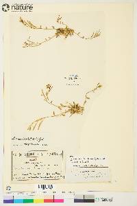 Arabidopsis lyrata subsp. petraea image