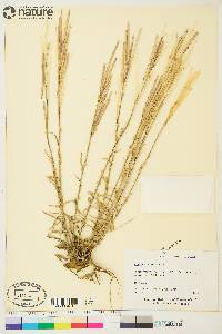 Boechera stricta image