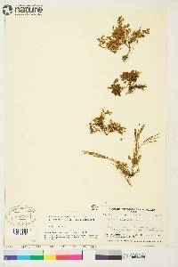 Cardamine bellidifolia image