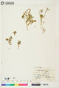 Cardamine bellidifolia image