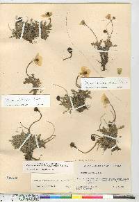 Papaver radicatum image