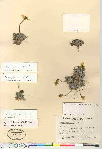 Papaver radicatum subsp. polare image