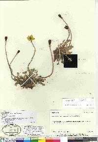 Papaver radicatum subsp. polare image