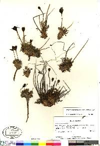 Papaver radicatum subsp. radicatum image