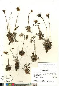 Papaver radicatum subsp. radicatum image