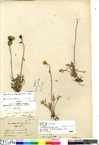 Papaver radicatum subsp. radicatum image