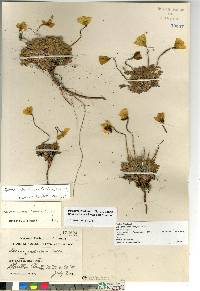 Papaver radicatum subsp. radicatum image