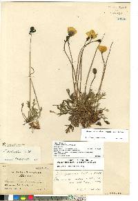 Papaver radicatum image