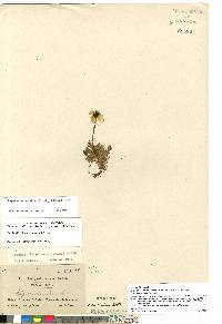 Papaver radicatum subsp. radicatum image