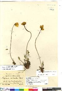 Papaver radicatum subsp. radicatum image