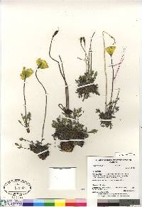 Papaver hultenii image