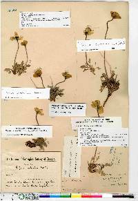 Papaver radicatum image