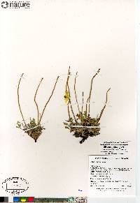 Papaver hultenii image