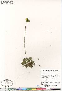 Papaver hultenii image