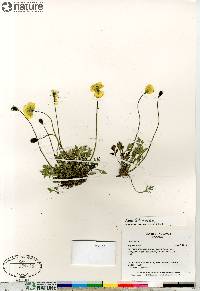 Papaver radicatum subsp. radicatum image