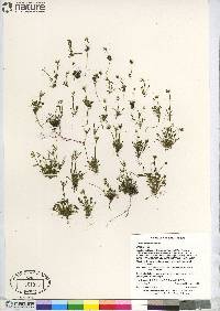 Cardamine bellidifolia image