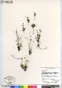 Cardamine bellidifolia image