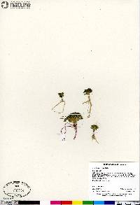 Cardamine bellidifolia image
