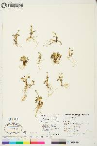 Ranunculus sabinei image