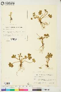 Ranunculus sabinei image