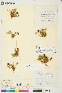 Papaver radicatum image