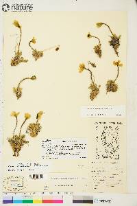 Papaver radicatum subsp. polare image