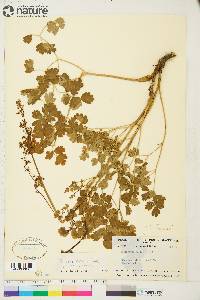 Thalictrum venulosum image