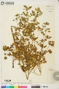 Thalictrum sparsiflorum image