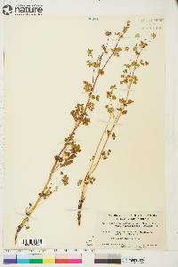 Thalictrum sparsiflorum var. richardsonii image