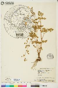 Thalictrum sparsiflorum image