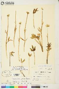 Ranunculus turneri image