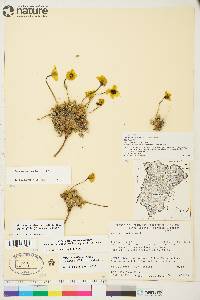 Papaver radicatum image