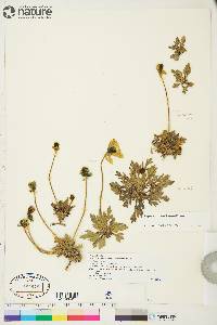 Papaver radicatum subsp. polare image