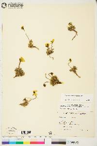 Papaver radicatum subsp. polare image