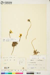 Papaver radicatum subsp. polare image