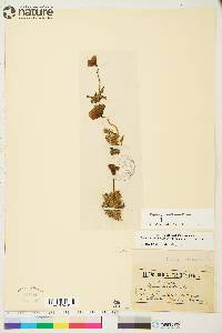 Papaver radicatum subsp. polare image