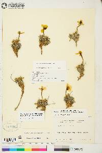 Papaver radicatum image