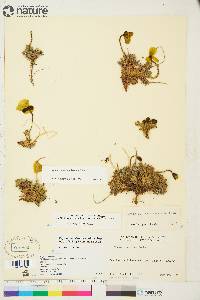 Papaver radicatum image