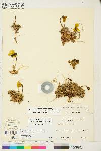 Papaver radicatum image