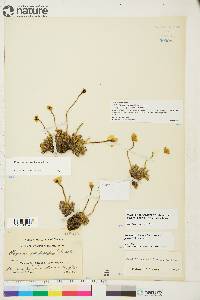 Papaver radicatum image