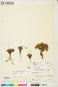 Papaver radicatum image