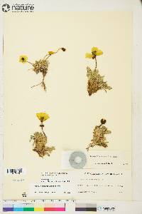 Papaver radicatum subsp. polare image